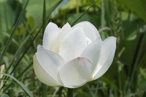 白いハスの花つぼみ 白いハスの花つぼみの写真