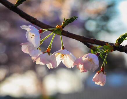 桜 桜の写真