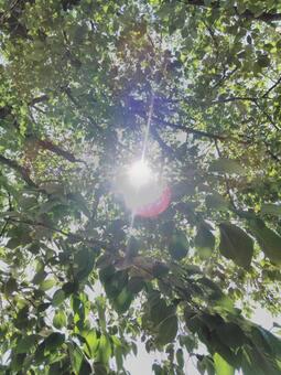 木漏れ日 木漏れ日の写真
