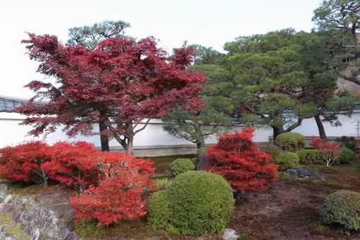 圓光寺　紅葉 圓光寺,紅葉,瑞巌山の写真素材