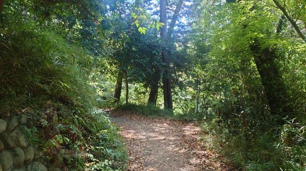 森林 森林の写真