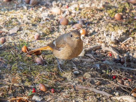 地面を歩くジョウビタキのメス 地面を歩くジョウビタキのメスの写真