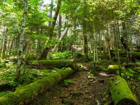 光岳への山道 光岳への山道 光岳,イザルガ岳,苔の写真素材