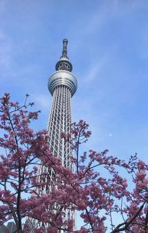 花とスカイツリー 花とスカイツリーの写真