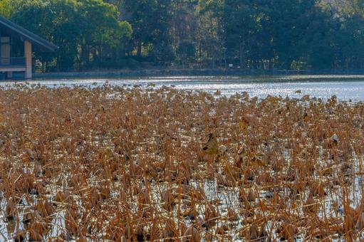 光にきらめく水面と枯蓮の風景 光にきらめく水面と枯蓮の風景 蓮,枯れ葉,池の写真素材