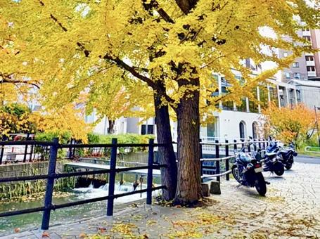 イチョウとオートバイ 紅葉,イチョウ,銀杏の写真素材