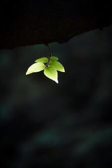 光を受けて輝く葉っぱ 葉っぱ,光,輝くの写真素材