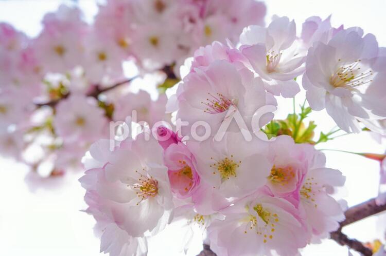 桜（見上げる） 桜,花,フラワーの写真素材