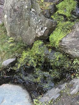 こけ 苔,池,自然の写真素材