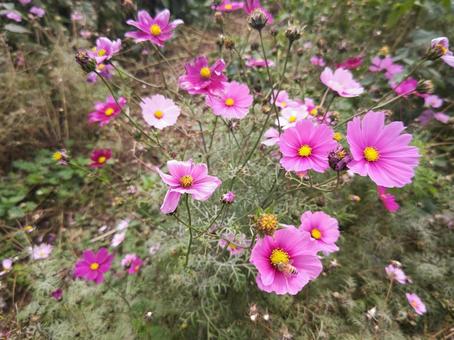 春、コスモス 春、コスモスの写真