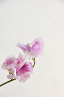 ピンクのスイートピー ピンク,スイートピー,花の写真素材