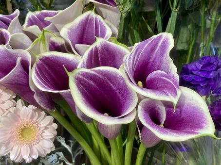 オランダカイウ カラー,花,オランダカイウの写真素材