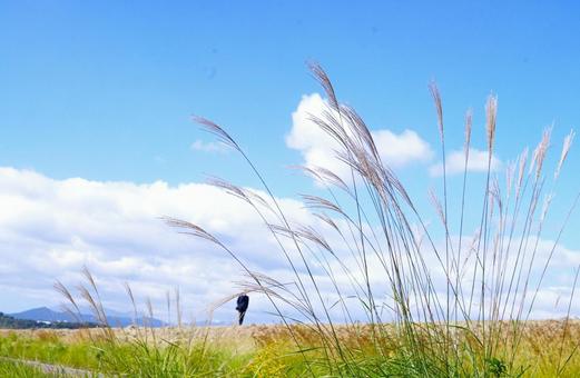 秋、すすきの川原 すすき,川原,土手の写真素材
