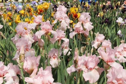 ジャーマンアイリス　咲く風景 鮮やか,ジャーマンアイリス,美しいの写真素材