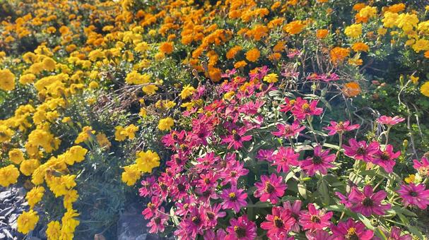 花束 花,自然,風景の写真素材