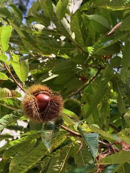 秋、栗の季節 秋、栗の季節 栗,秋,秋の実りの写真素材