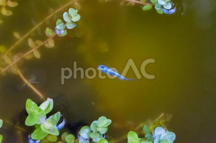 水草の間を泳ぐ青メダカ 青メダカ,メダカ,魚の写真素材