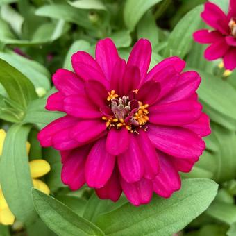 花★ジニア 赤 花★ジニア 赤の写真