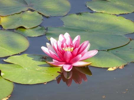 公園のスイレン池に咲くスイレン 公園のスイレン池に咲くスイレン スイレン,花,植物の写真素材