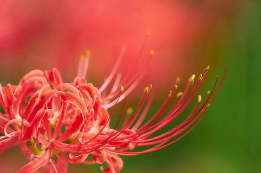 陽の当たる彼岸花曼珠沙華リコリスのアップ 陽の当たる彼岸花曼珠沙華リコリスのアップの写真
