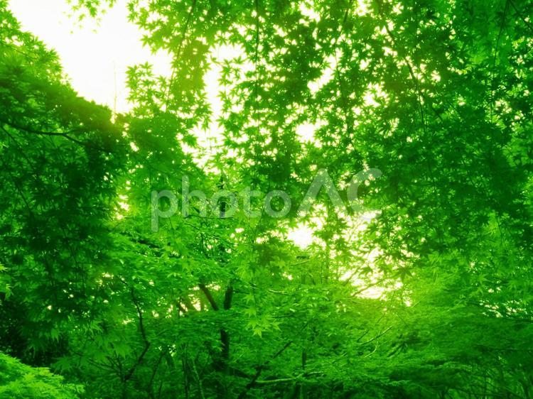 みどり色のまぶしい木漏れ日 植物,黄緑,癒しの写真素材