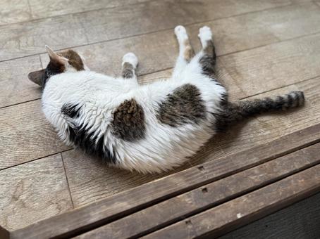 昼寝する老猫後ろ姿 昼寝する老猫後ろ姿 室内,ネコ,昼寝の写真素材