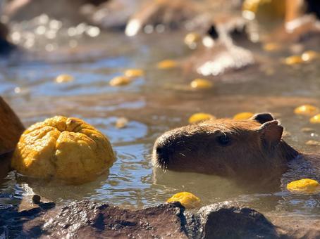 カピバラ柚子温泉 カピバラ柚子温泉 温泉カピバラ,ゆず湯,カピバラの写真素材