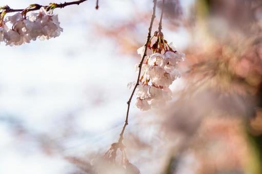 公園の桜(36)の写真