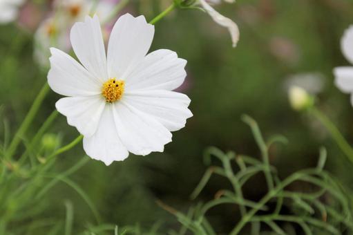 Cosmos, JPG