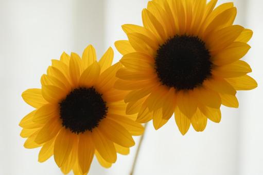 Sunflowers in the room, JPG Sunflowers in the room, JPG