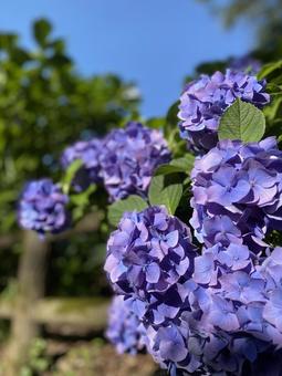 紫陽花 花,紫陽花,青空の写真素材