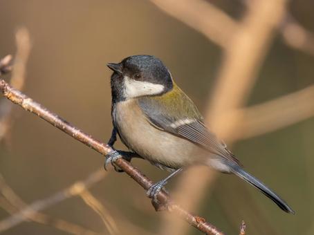 枝にとまるシジュウカラ 枝にとまるシジュウカラ シジュウカラ,野鳥,鳥の写真素材