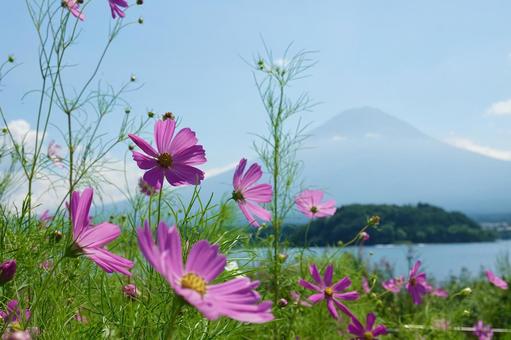 河口湖のコスモス 河口湖のコスモス 秋,コスモス,花の写真素材