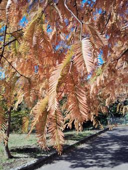 紅葉の風景5 紅葉,秋,植物の写真素材