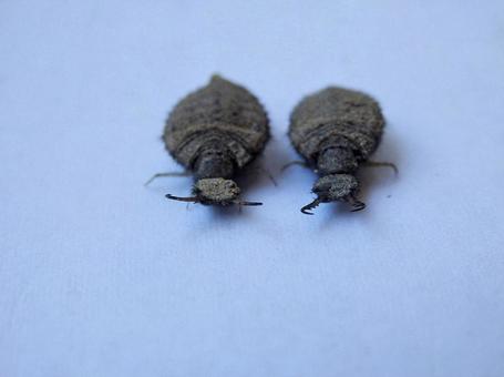 【昆虫写真】アリジゴクの写真