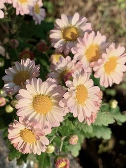 白とピンクのバイカラーの菊の写真