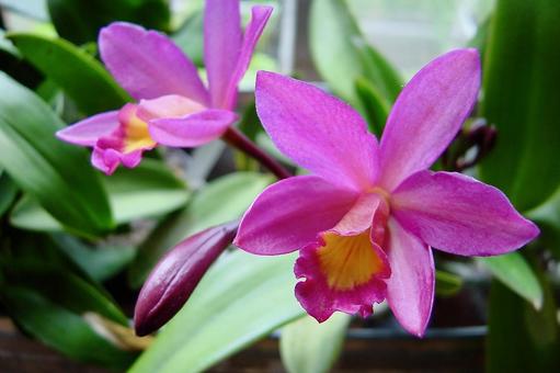 ミニカトレアの写真