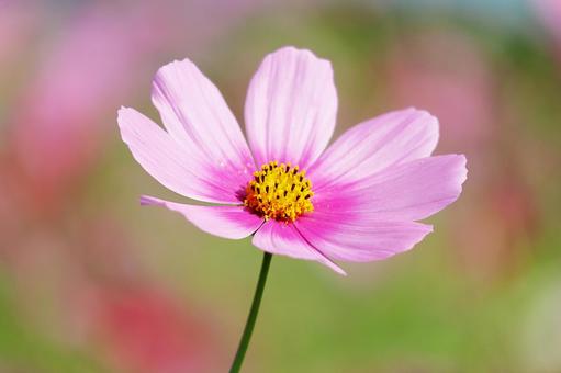 コスモスの写真