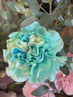 カーネーション 花 カーネーション 花 カーネーション,花,ガーデニングの写真素材