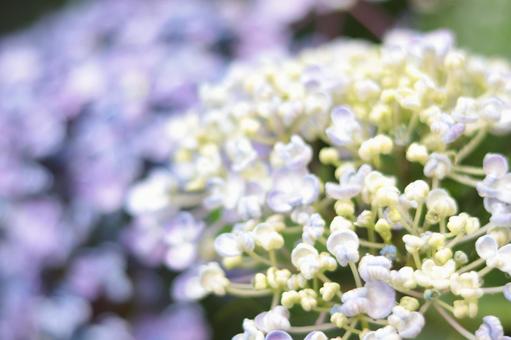 紫陽花 紫陽花の写真