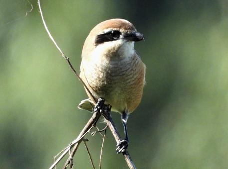枯れ枝につかまるモズの写真