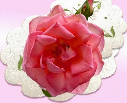 ピンクのバラーレース ピンクのバラーレース バラ,薔薇,ピンクの写真素材