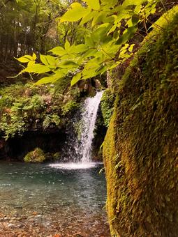滝と苔の写真