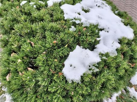 松と雪 松,雪,冬の写真素材