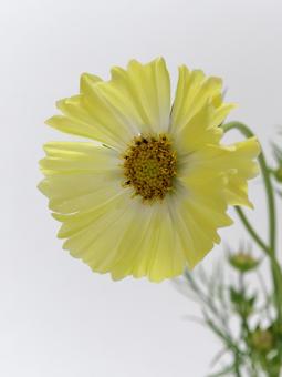 黄色のコスモスの花 黄色のコスモスの花 花,コスモス,植物の写真素材
