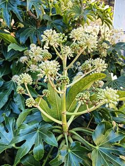 植物 植物,自然,風景の写真素材