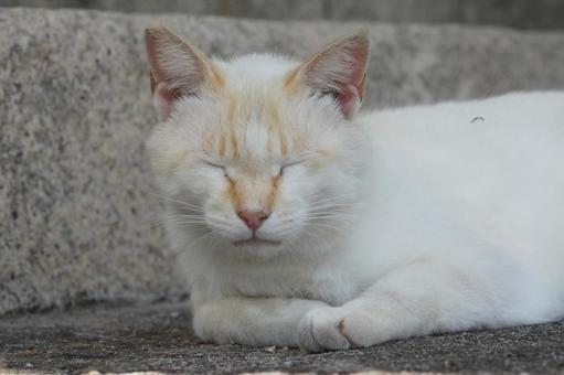 ねこ 箱座り,飼い猫,家猫の写真素材