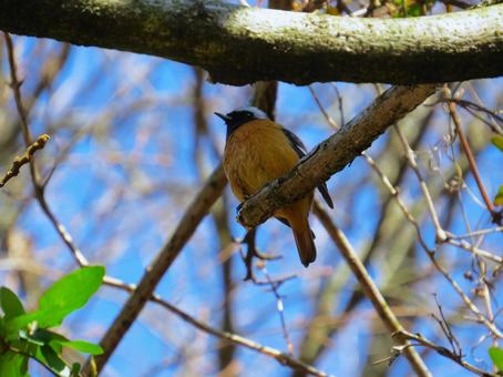 Photo, kotobuki, wei flycatcher, male, 