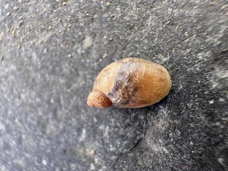 オカモノアラガイ 02 オカモノアラガイ,陸生貝,かたつむりの写真素材