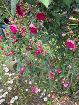 庭園に咲くバラ 庭園に咲くバラの写真